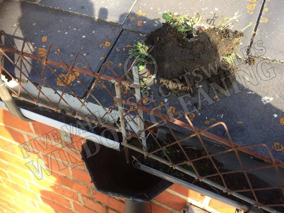 A clump of moss and debris lifted out of a gutter over a downpipe guard