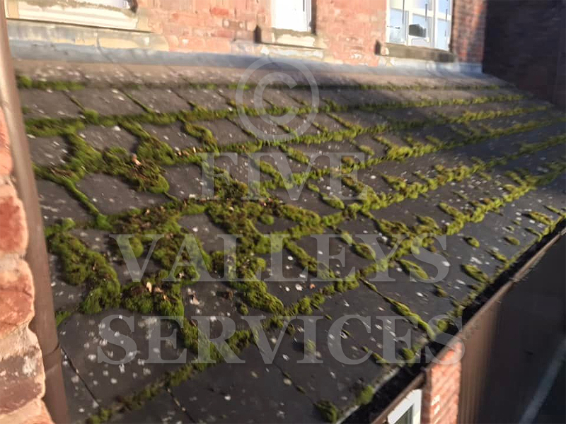 Moss along a tiled roof edge and gutter
