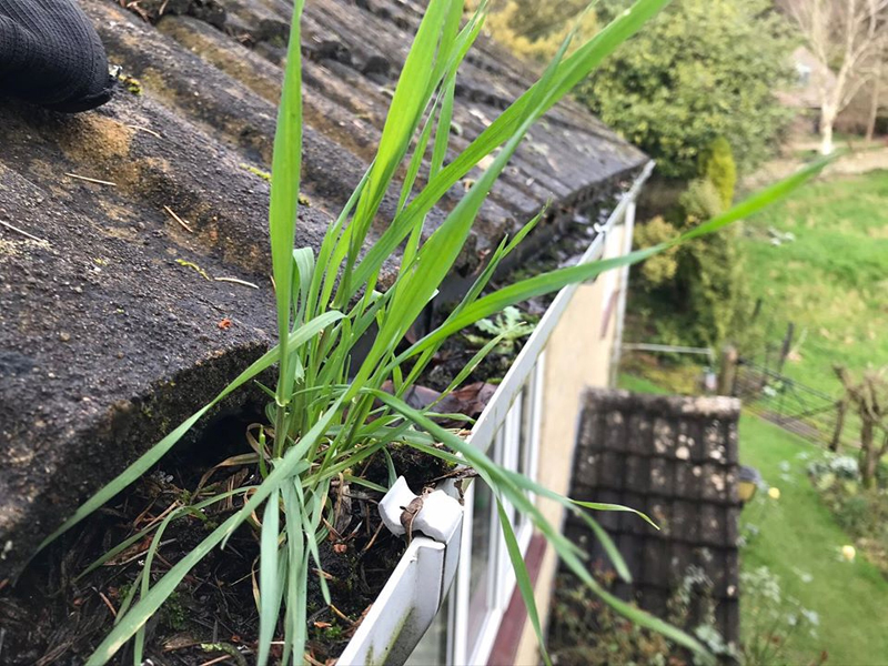 Grass growing out of a blocked gutter
