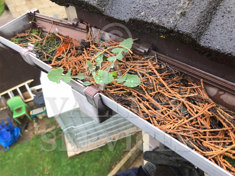 A brown gutter full of twigs and leaves before clearing