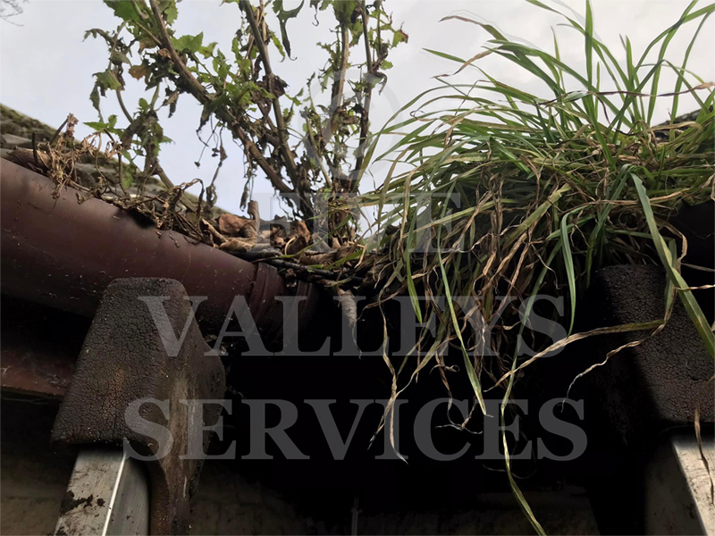 A gutter overgrown with weeds