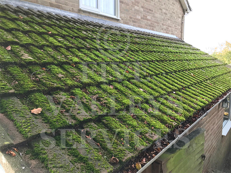 A roof in Whiteshill thick with green moss