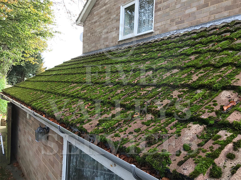Green moss across a tiled roof before treatment